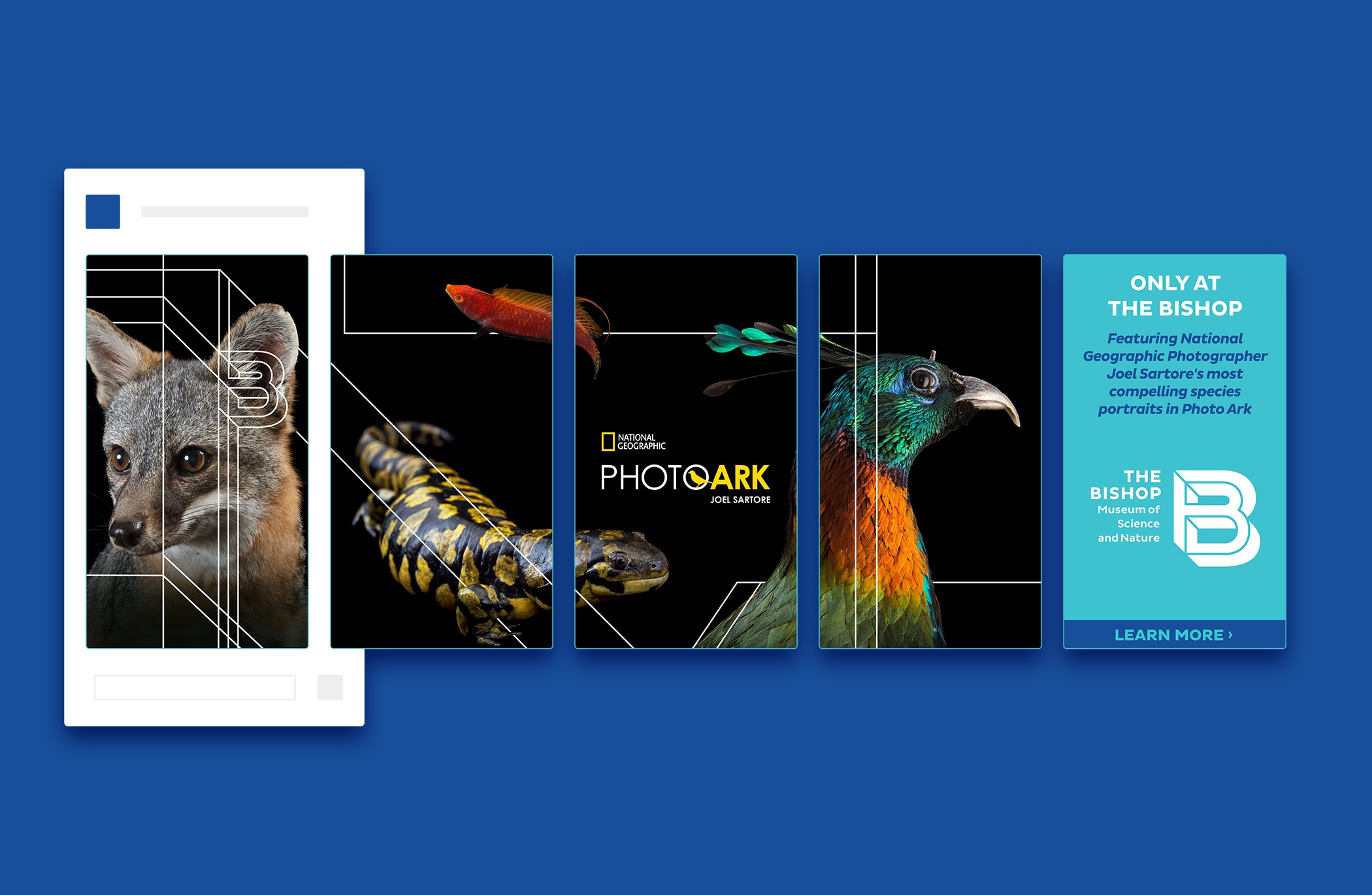 Social Media Carousel for the Bishop Museum promoting National Geographic Photo Ark event